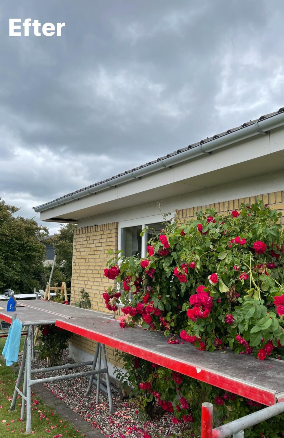 Renoveret hus med røde roser langs muren